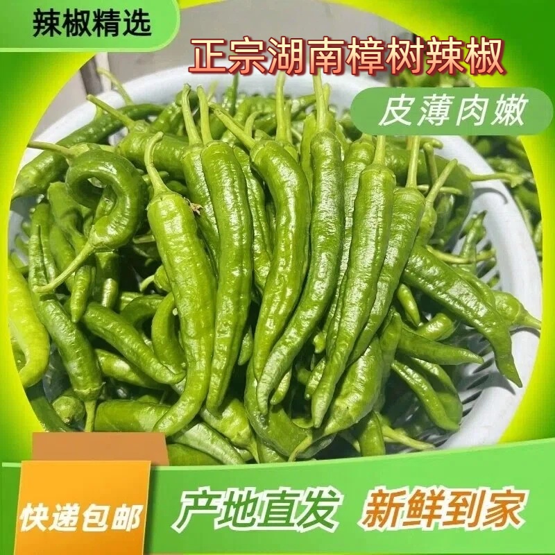 湖南樟树品种樟树小辣椒新鲜现摘产地直发薄皮富晒当季美味中辣