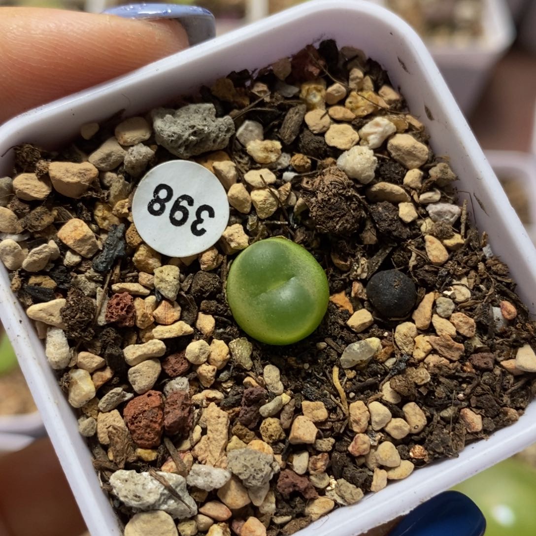 拉登带盆1.1cm多肉398