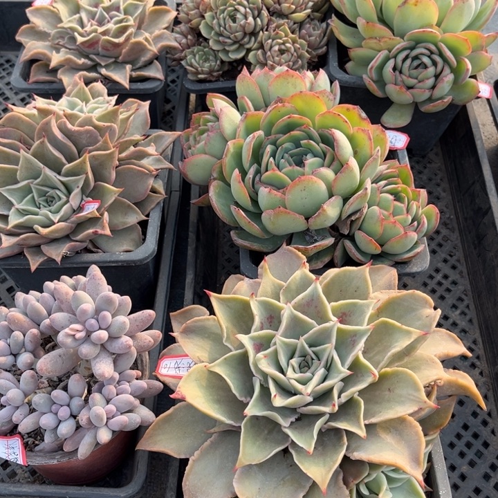 浅***浅饺子皮三晨露两笨吧汤圆