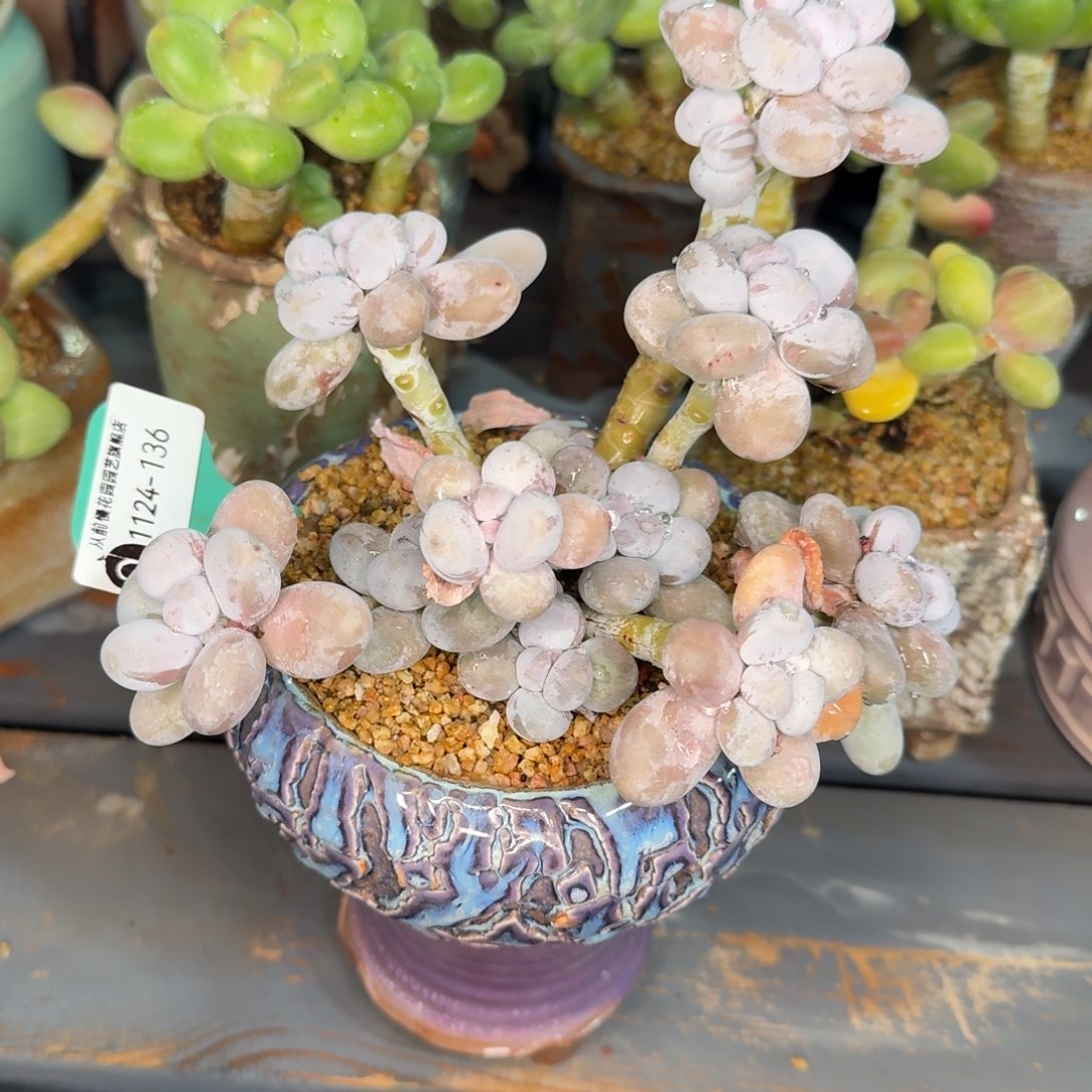 从前慢多肉精选编号1124.136