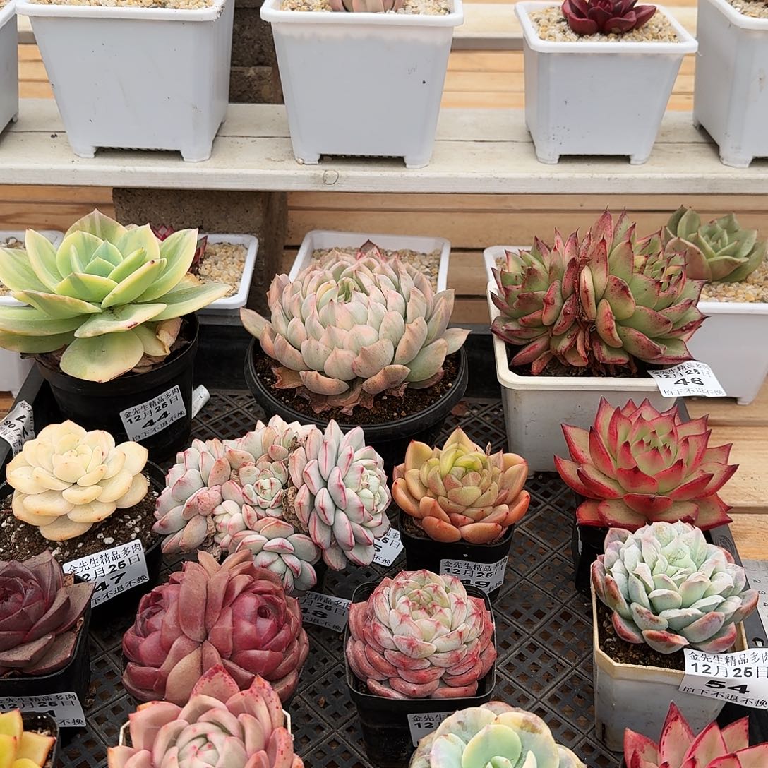 欧***边1225-59组合五颗a