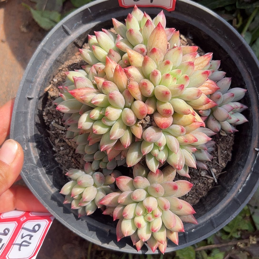 621号虞美人，一物一拍