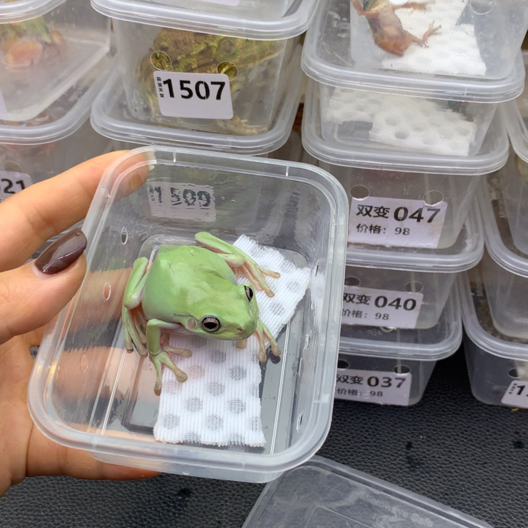 角蛙绿姥爷树蛙1515
