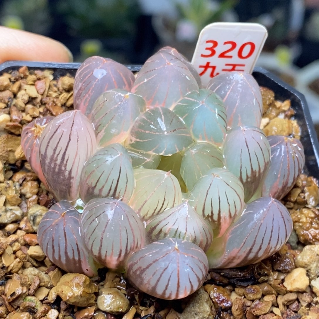 320号大窗糊斑霓虹灯