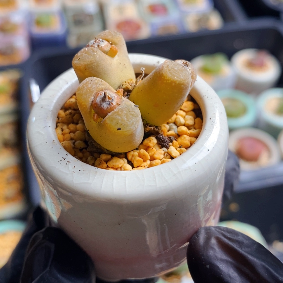 1958-一物一拍 发带盆