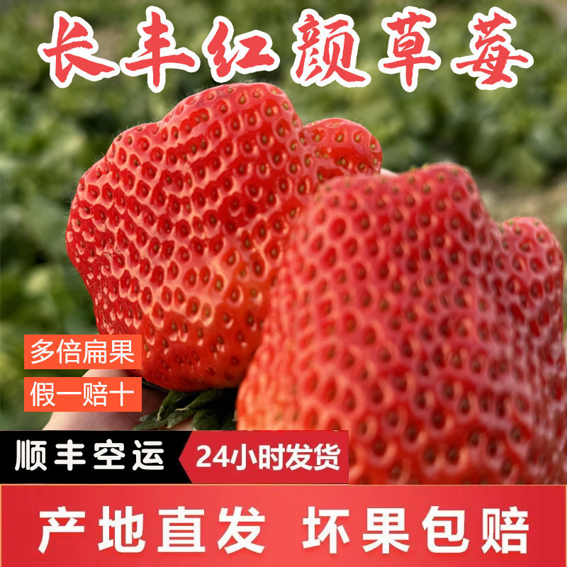 [顺丰包邮]安徽长丰红颜奶油草莓当季新鲜99草莓整箱装坏果包赔