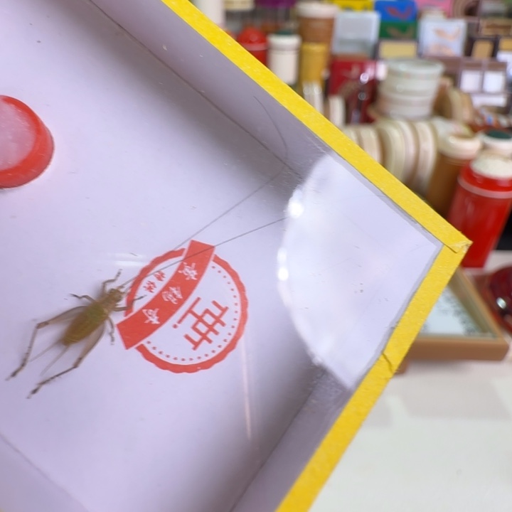 用***9漂亮一只长须合适