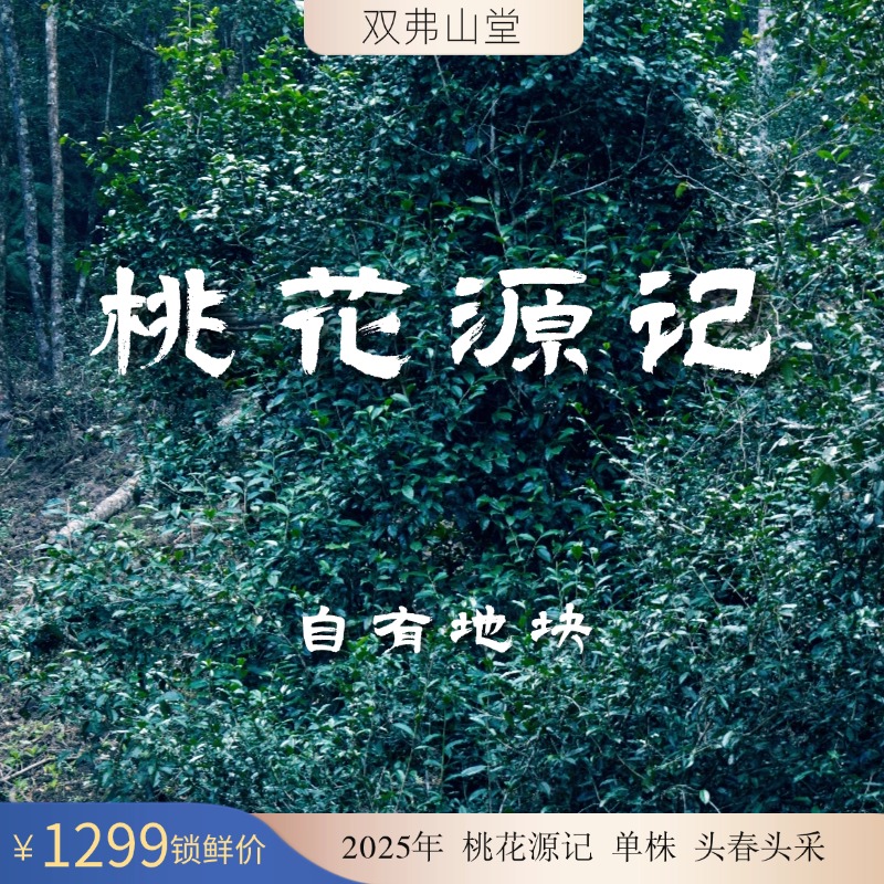 2025 桃花源记 单株 自由地块 普洱春茶 