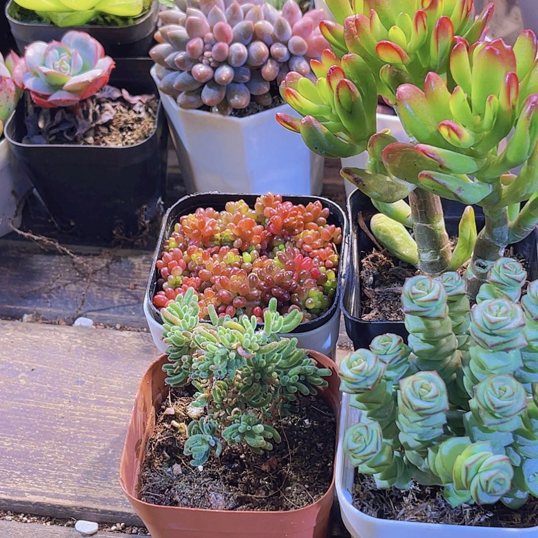 招财猫。钱多。荧光兔。浆果