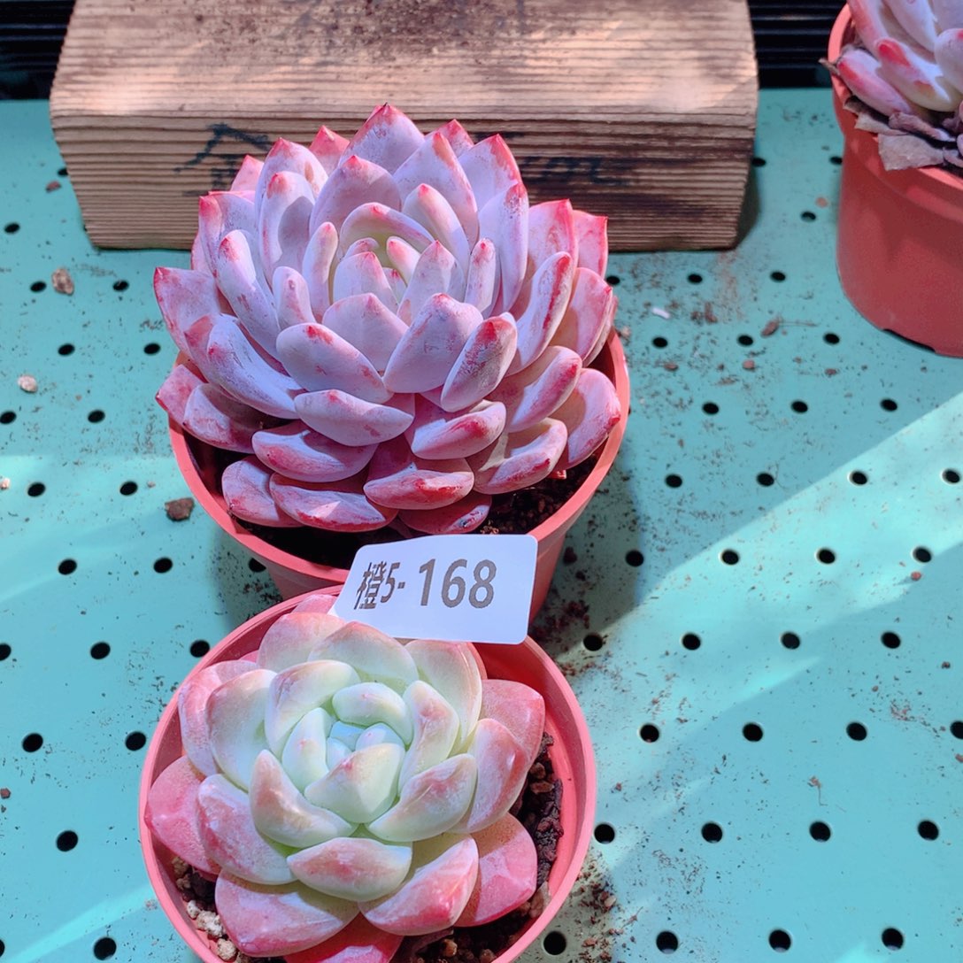 5-168一物一拍多肉带盆2颗