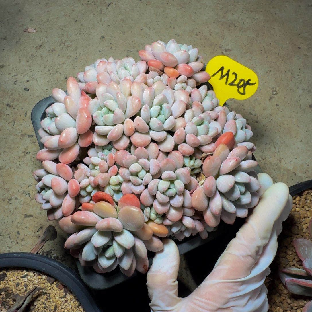 m 205号一物一拍