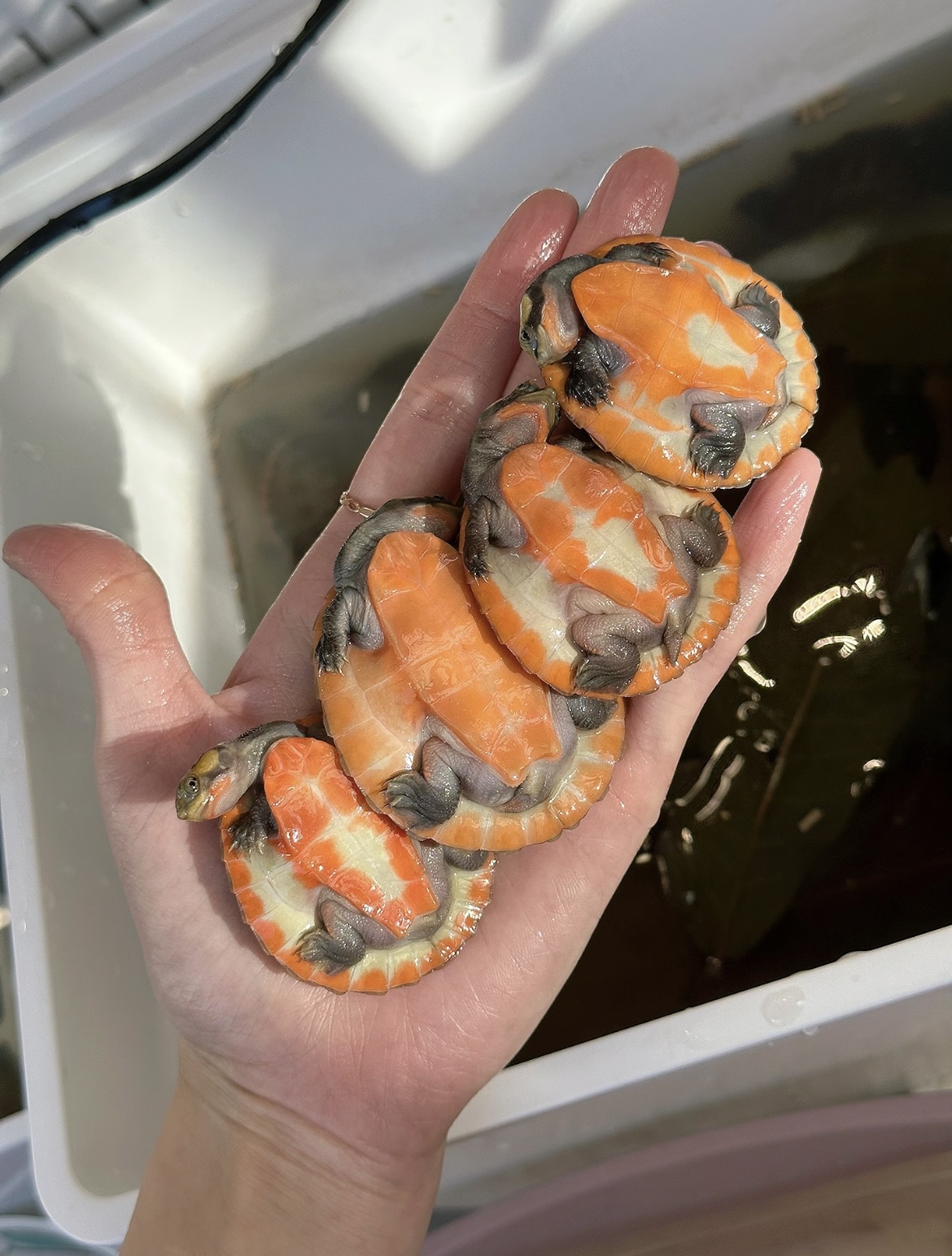 【浪险龟业】直播间挑选龟龟链接