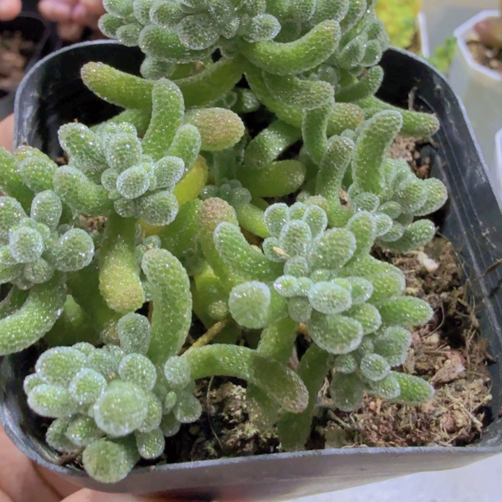 冰晶枝干福利一颗
