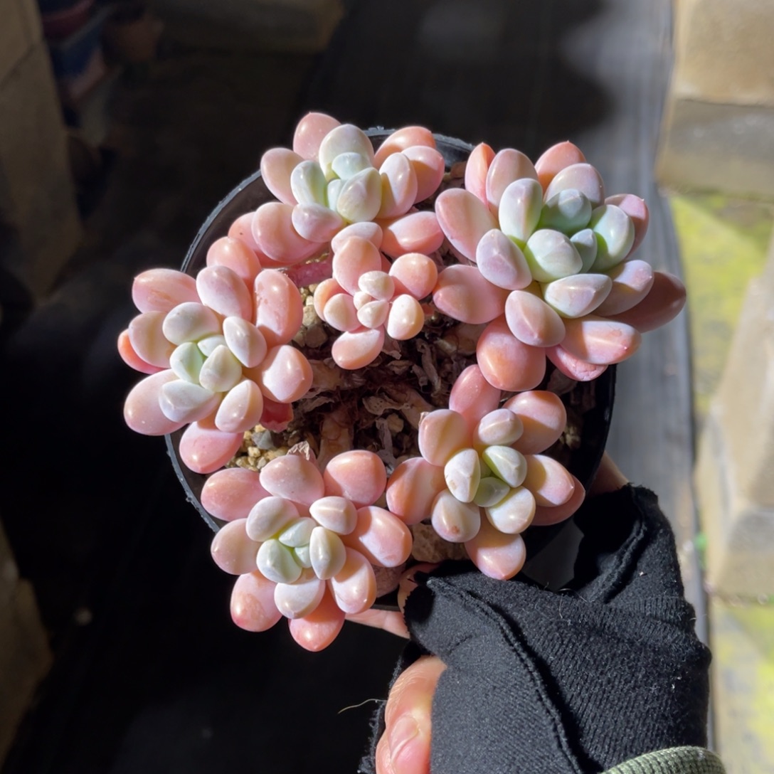 香水奶 一物一拍不支持退换