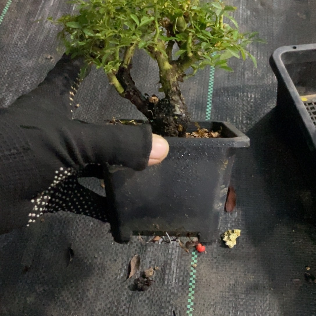 华***子无花朵盆景盆景15