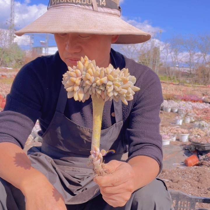 177淡雪缀化一物一拍