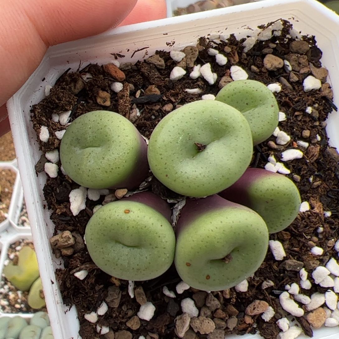 0669号肉锥 多肉植物