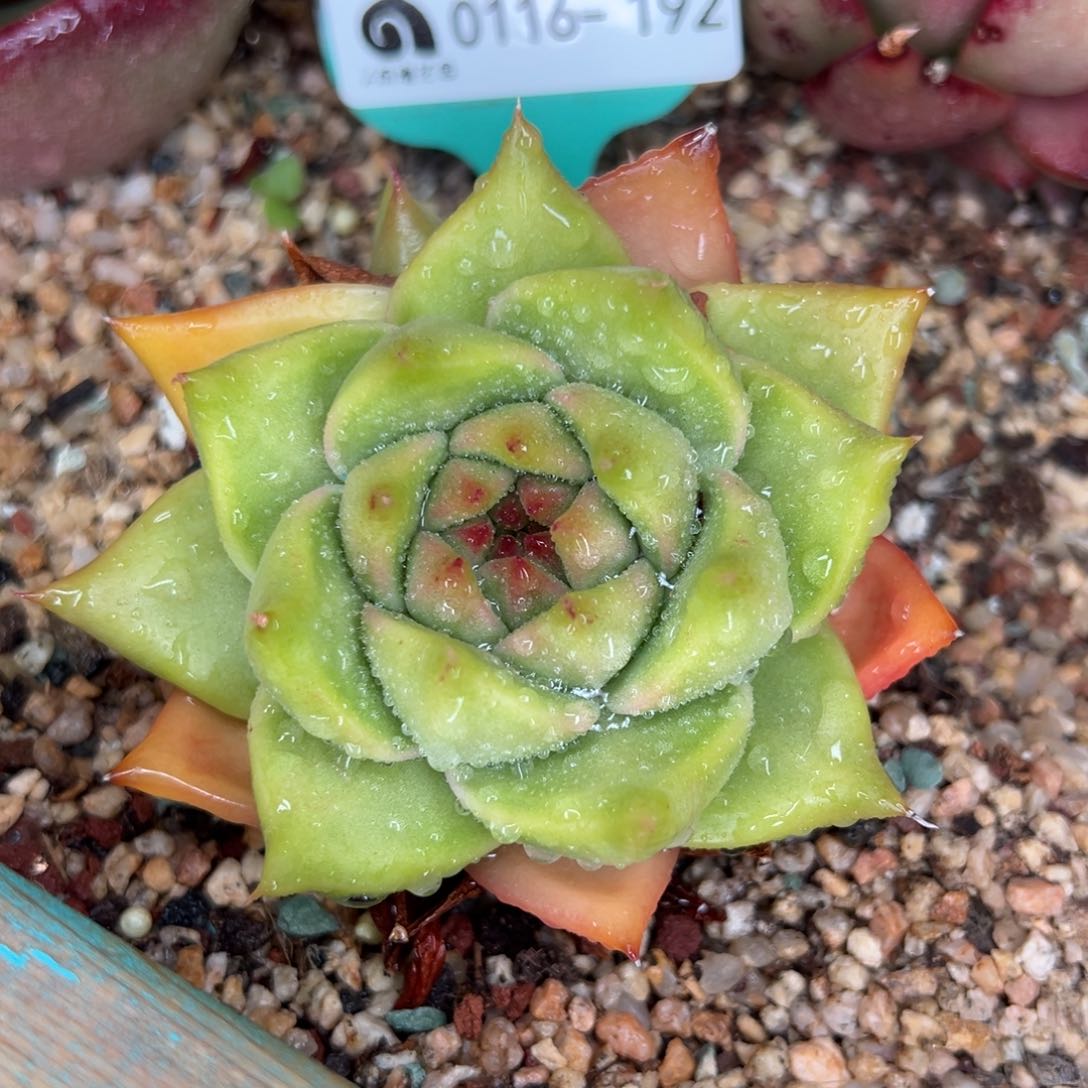 从前慢多肉精选超好0116.192