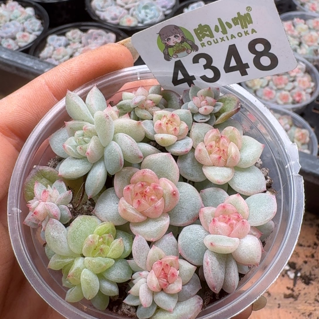 多肉植物多肉植物