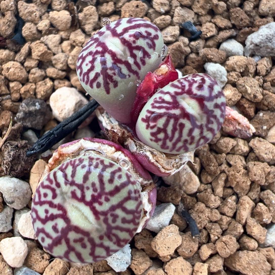 25多肉植物百科知识