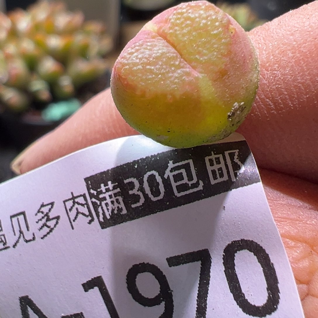 多肉植物1111111111111111111