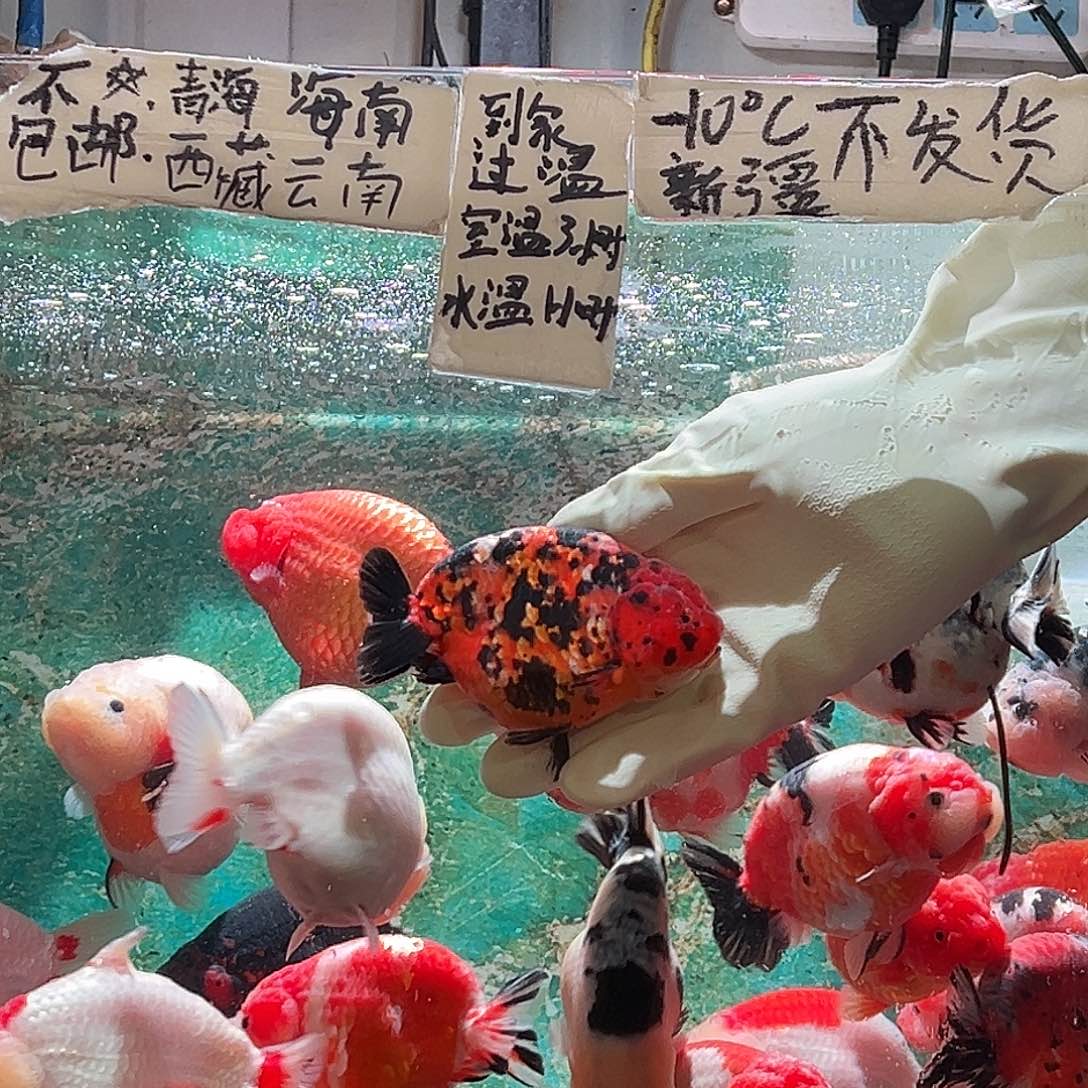 A***行金鱼凤德一条虎纹兰寿