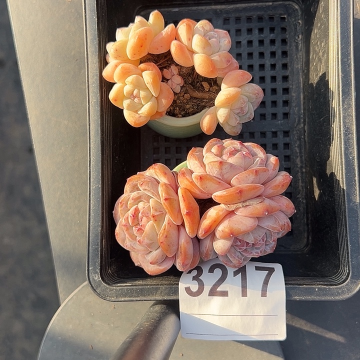 3217，三头星影＋四头冰玉