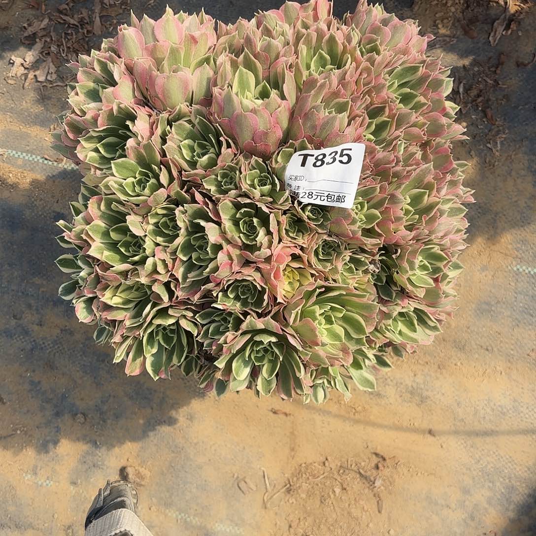 835白凤朵朵多肉植物无售后