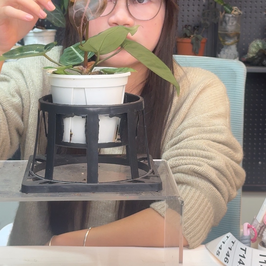 完全开放T144黑水晶杂红水晶