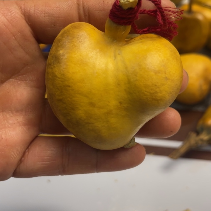 橙***子葫芦哈哈哈哈哈哈哈哈