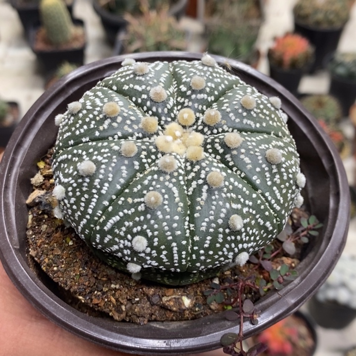 实生超兜缺水特价福利