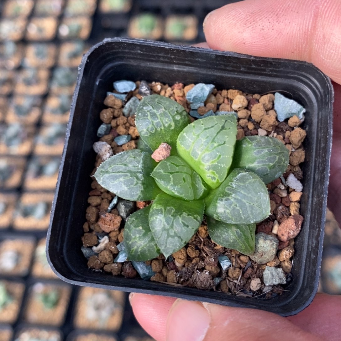 2616 一颗生生不息 高货 元旦福利