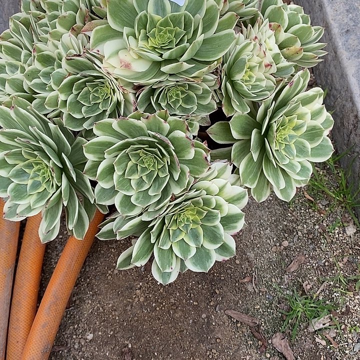 以***行多肉植物伊丽莎白022多肉