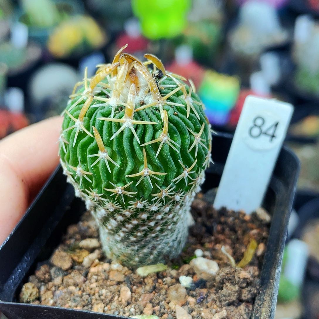 太刀岚非偏远地区满25包邮仙人球