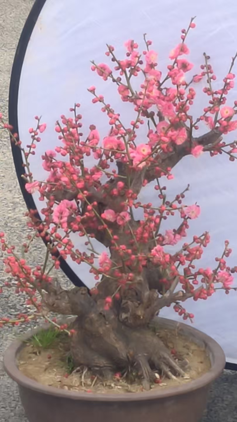 清园盆景骨里红梅花