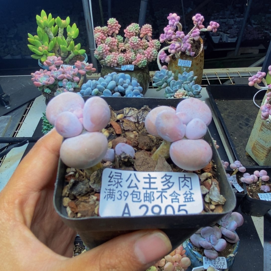 905橙奶多肉肉5c m