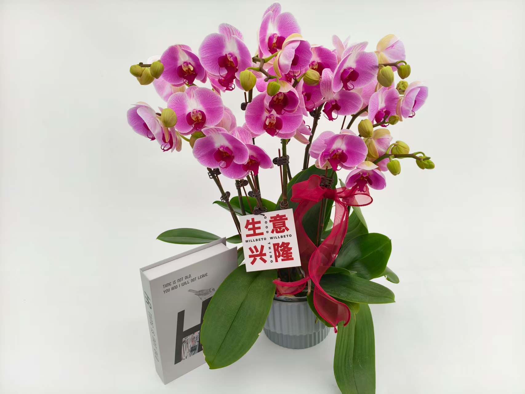 蝴蝶兰【仙桃】花苗盆栽带花剑花苞客厅室内四季好养观赏花卉