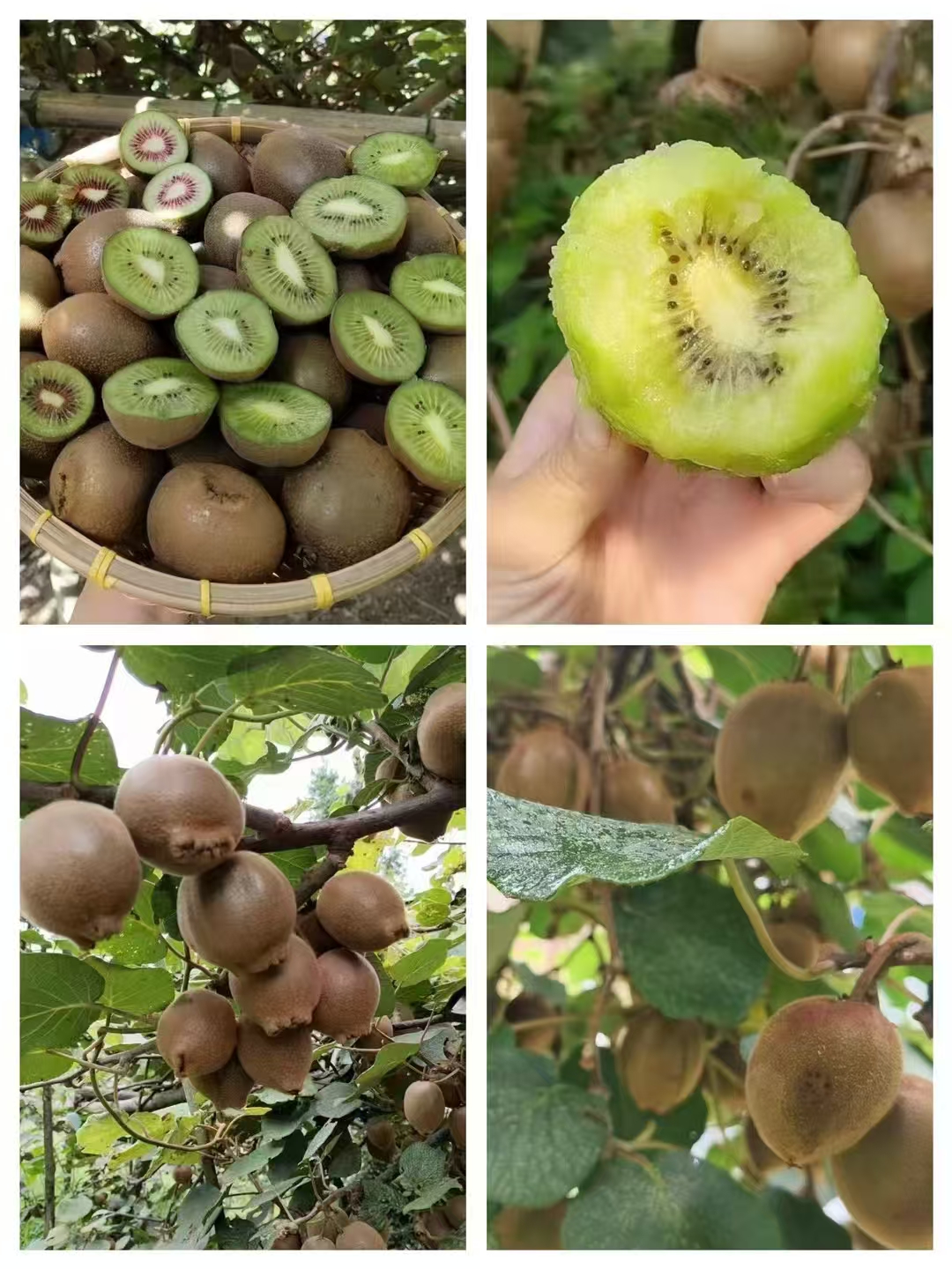 隆回县麻塘山乡高山自然生长新鲜绿心猕猴桃香甜多汁当季水果