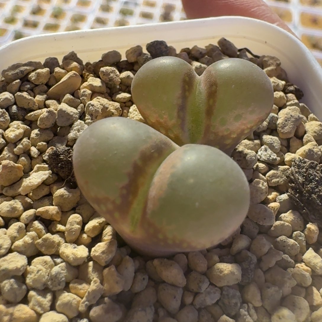 多肉..................