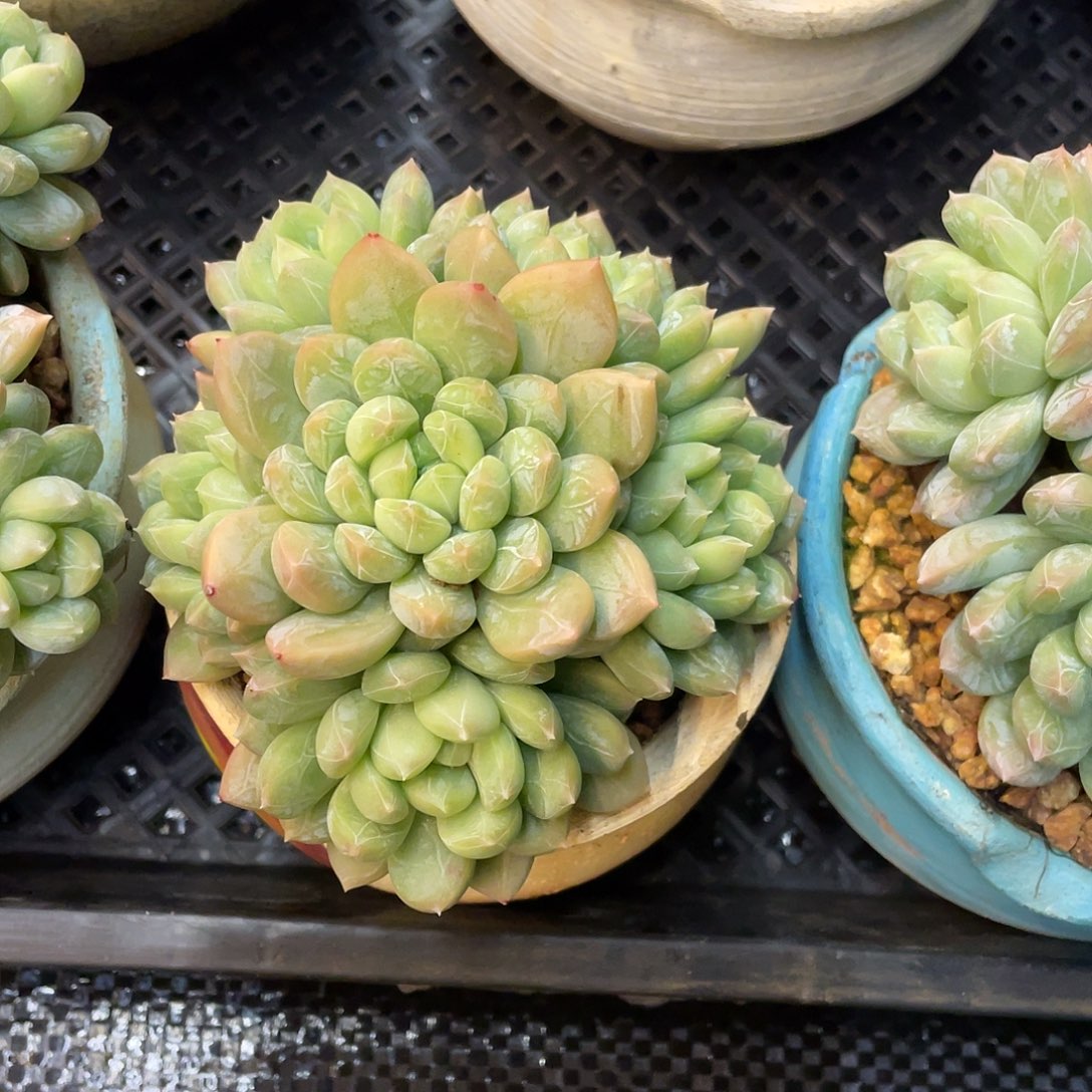 好****多肉植物一物一拍