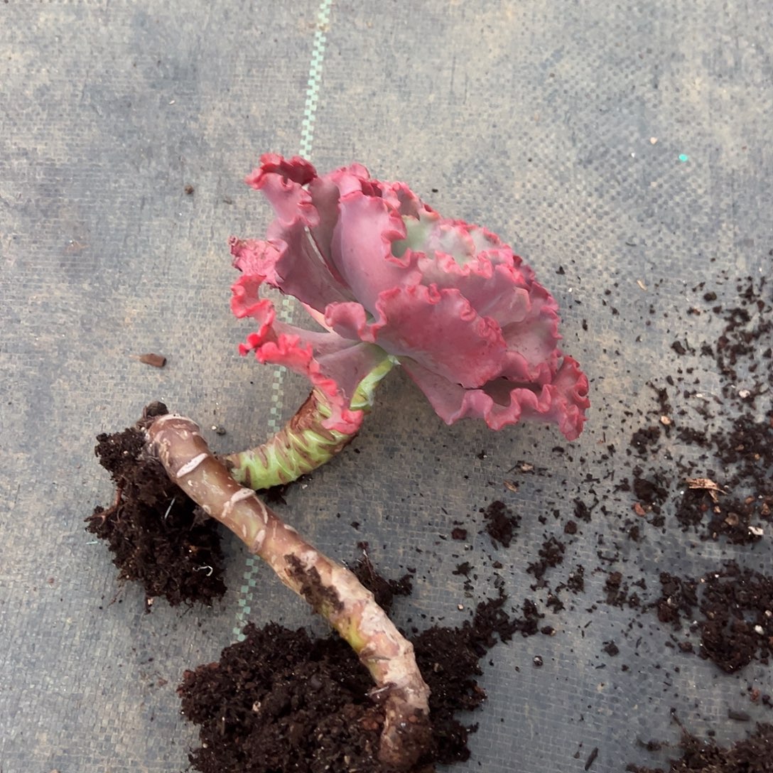 女王花笠裸根发货。  