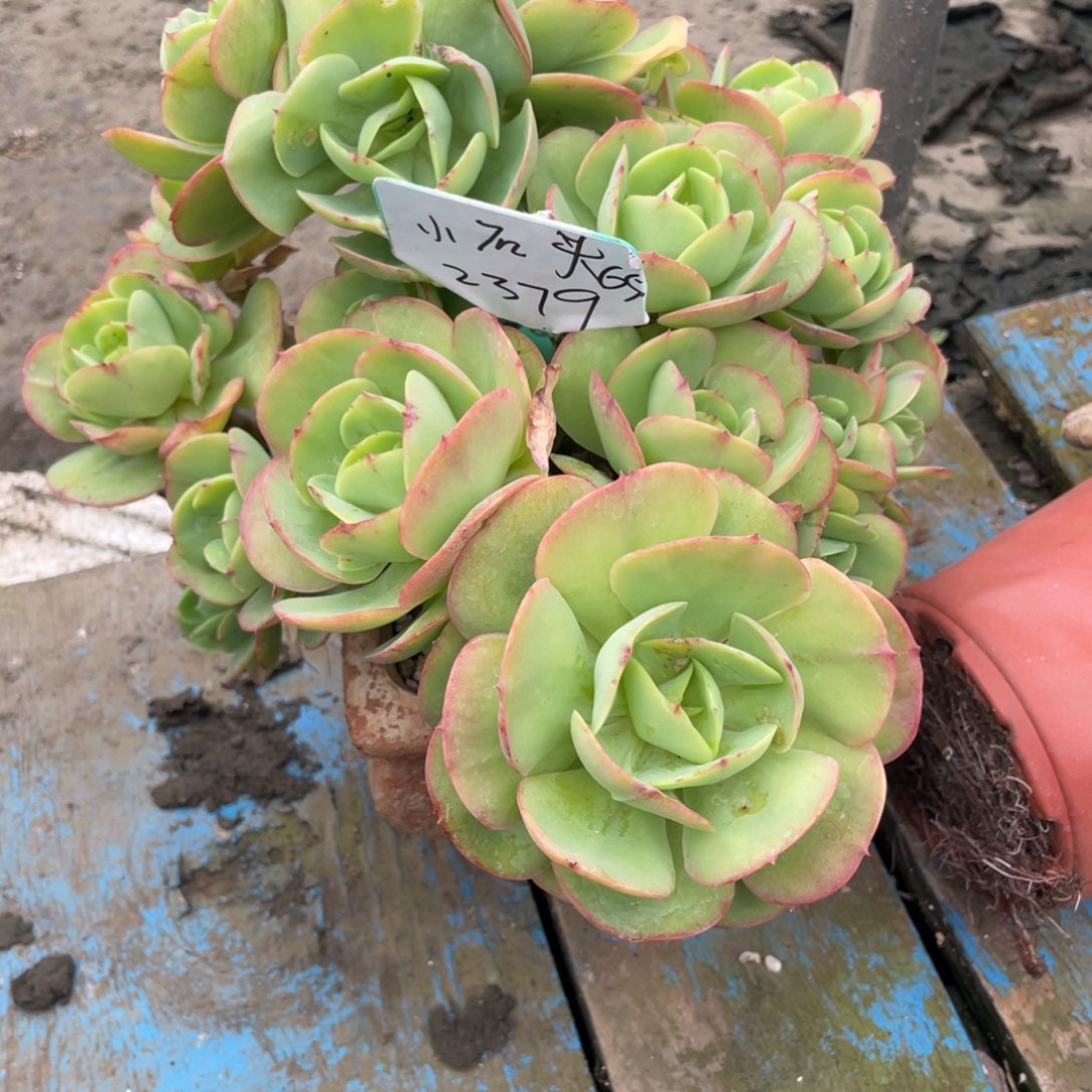 【闪购商品】小*头2379碧桃