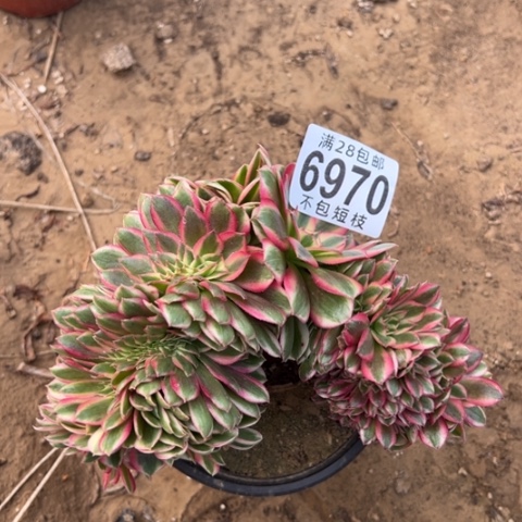 倾城缀多肉植物6970有伤