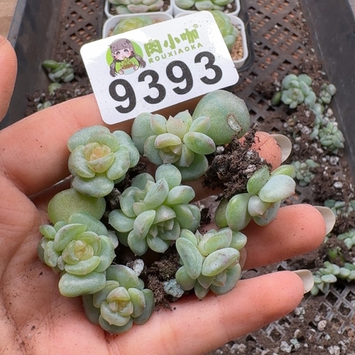 多肉植物多肉植物