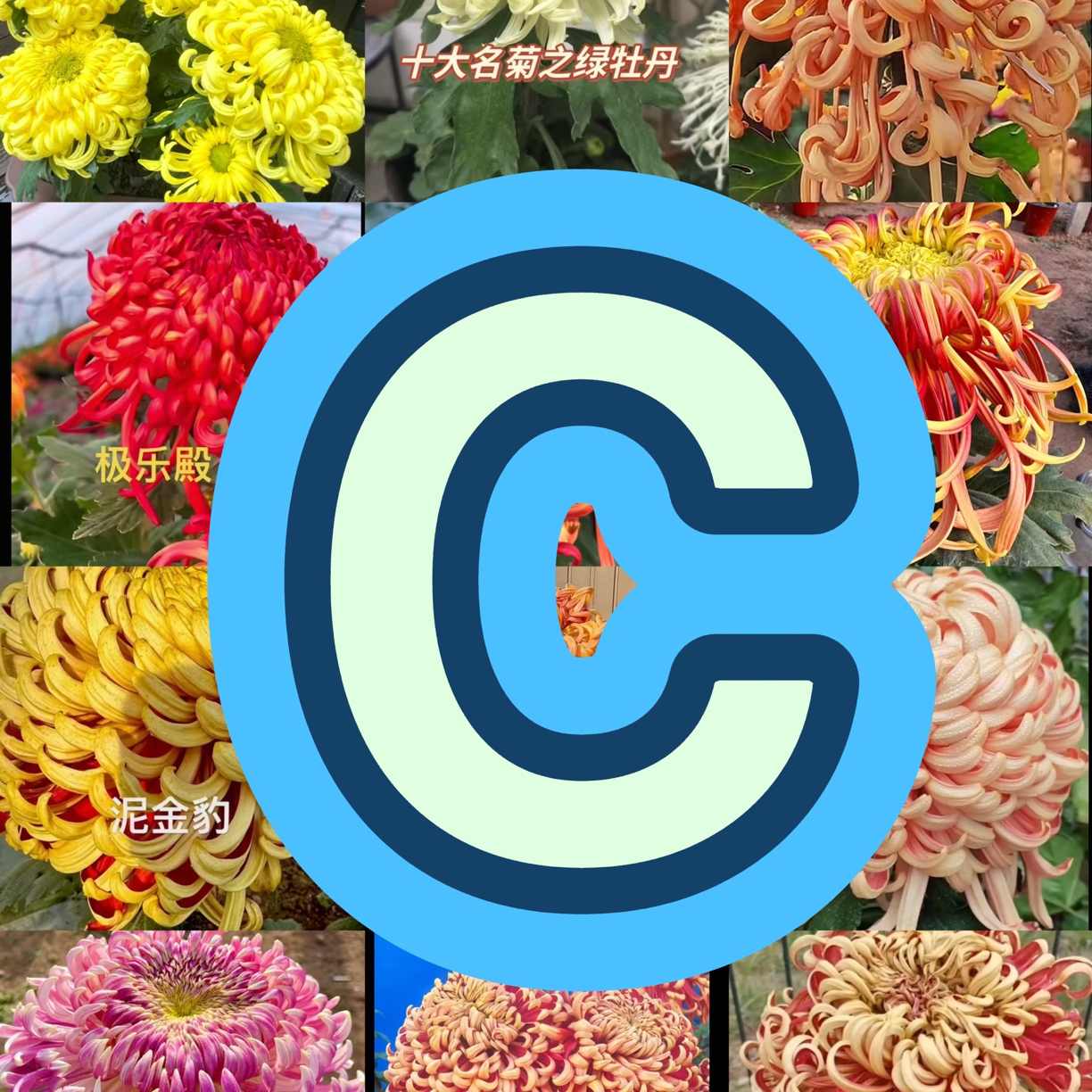 一物一拍38，8手机后四位菊花多年生菊花