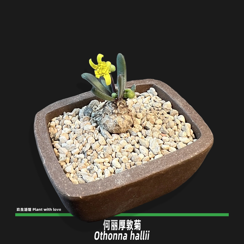 何丽厚敦菊 菊科厚敦菊属精品块根块茎多肉植物 带盆发货