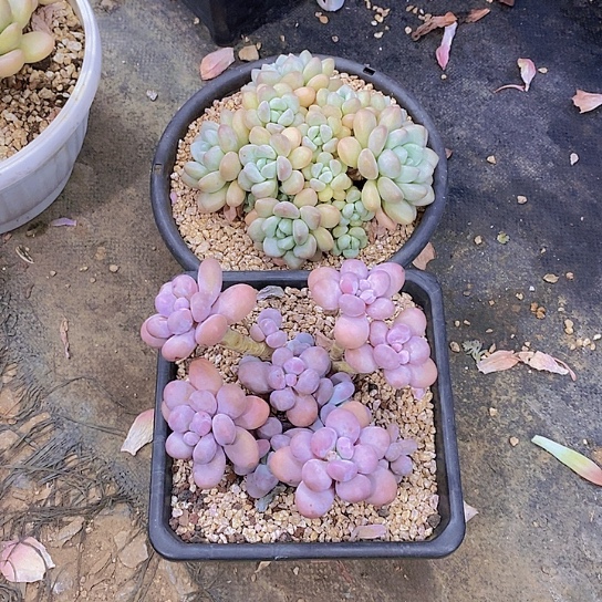 来*多肉植物群二个