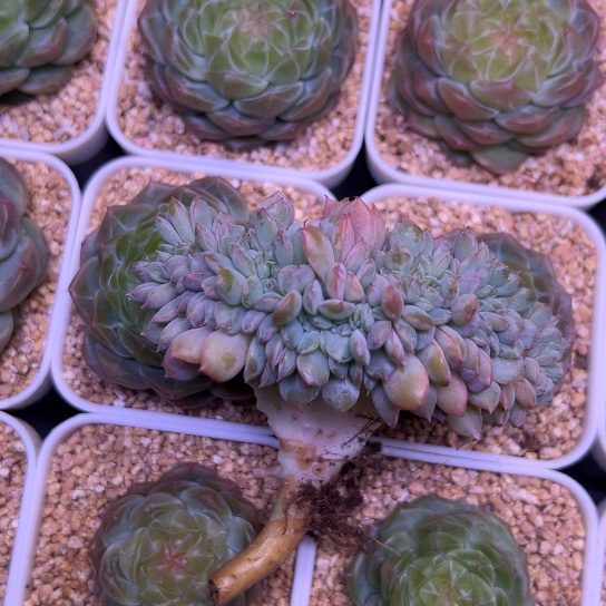 新品缀化一物一拍