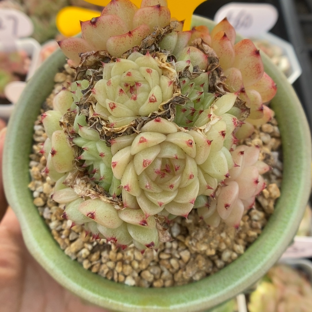 珍妮麦秆群生4880号