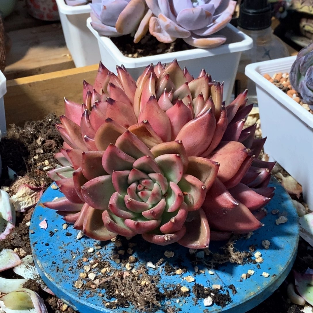 东云杂交手捧花一物一拍
